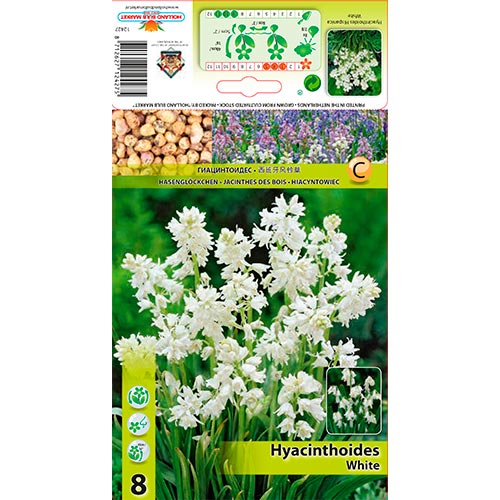 Jacinto Hisp. Blanco interface.image 1 interface.art 67370