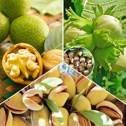 Trío de nogales, 3 plantones interface.art photo 1 Trío de nogales, 3 plantones interface.image 1 interface.art 6944