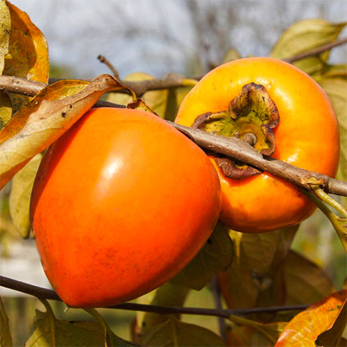 Caqui Jiro, С2 interface.art photo 1 Caqui Jiro, С2 interface.image 1 interface.art 7039