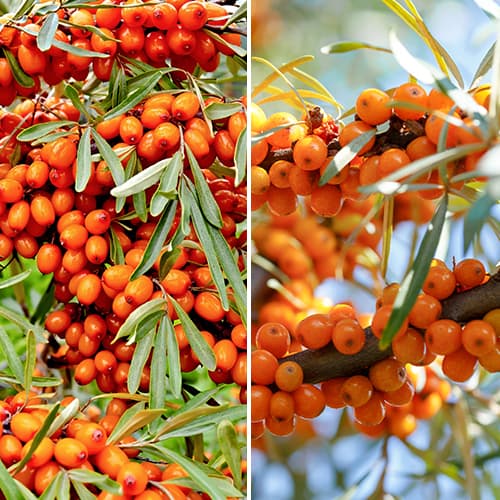 Kit espino amarillo, 2 plantas interface.image 1 interface.art 5860