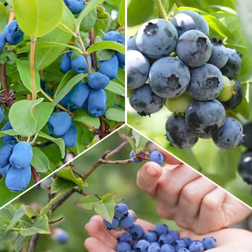 Kit de arándanos Sweetheart, 3 plantas interface.art photo 1 Kit de arándanos Sweetheart, 3 plantas interface.image 1 interface.art 1588