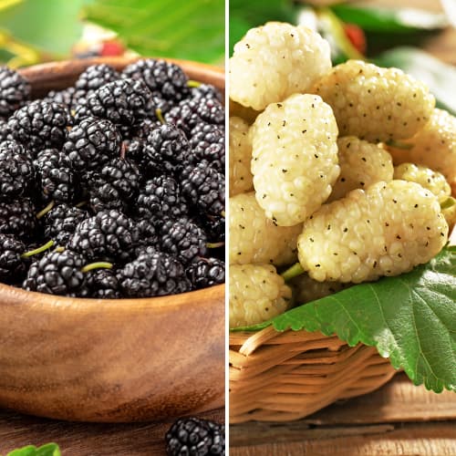 Kit de morera, 2 plantas interface.art photo 1 Kit de morera, 2 plantas interface.image 1 interface.art 5861