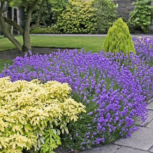 Lavanda de hoja estrecha Dwarf Blue, P9 interface.art photo 1 Lavanda de hoja estrecha Dwarf Blue, P9 interface.image 1 interface.art 9069