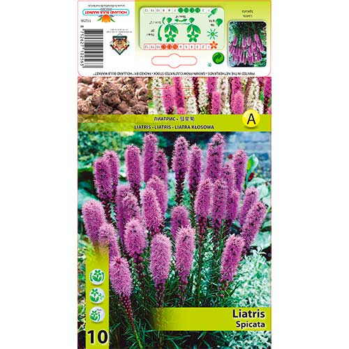 Liatris Spicata interface.image 1 interface.art 76300