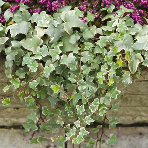 Hiedra de Bialystock, С2 interface.art photo 1 Hiedra de Bialystock, С2 interface.image 1 interface.art 8217