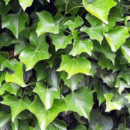 Hiedra irlandesa, P9 interface.art photo 1 Hiedra irlandesa, P9 interface.image 1 interface.art 9081