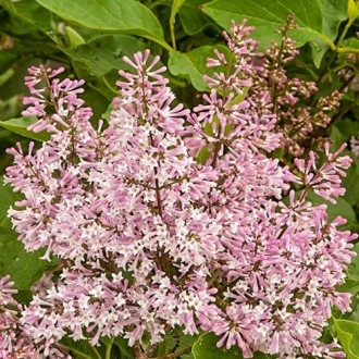 Lila (Saúco) Miss Kim, P9 interface.art photo 1 Lila (Saúco) Miss Kim, P9 interface.image 1 interface.art 9161