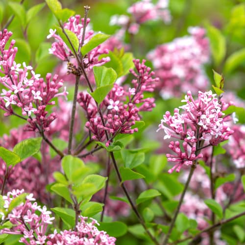 Lila roja Pixie, C2 interface.art photo 1 Lila roja Pixie, C2 interface.image 1 interface.art 4803