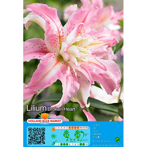 Lilium Broken Heart interface.art photo 1 Lilium Broken Heart interface.image 1 interface.art 76466