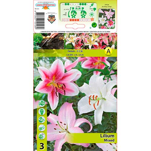 Lilium Cocossa interface.art photo 1 Lilium Cocossa interface.image 1 interface.art 70435