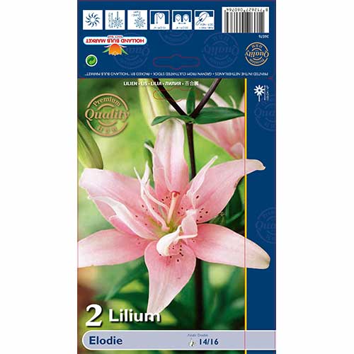 Lilium Elodie interface.art photo 1 Lilium Elodie interface.image 1 interface.art 70428