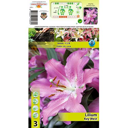 Lilium Key West interface.art photo 1 Lilium Key West interface.image 1 interface.art 70433