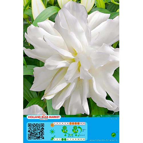 Lilium Lotus Ice interface.art photo 1 Lilium Lotus Ice interface.image 1 interface.art 76664