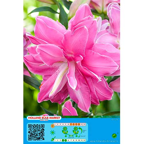 Lilium Lotus Wonder interface.art photo 1 Lilium Lotus Wonder interface.image 1 interface.art 76665