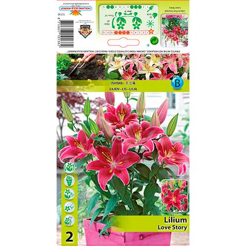 Lilium Love Story interface.art photo 1 Lilium Love Story interface.image 1 interface.art 76313