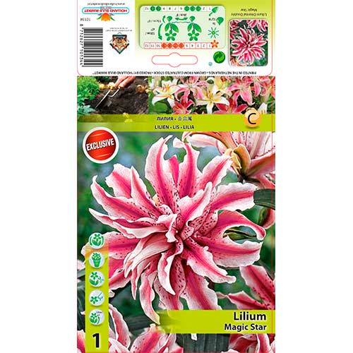 Lilium Magic Star interface.art photo 1 Lilium Magic Star interface.image 1 interface.art 76314