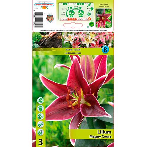 Lilium Magny Course interface.image 1 interface.art 76606