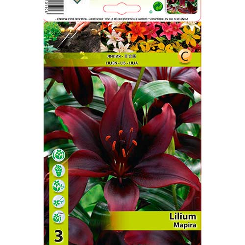 Lilium Mapira interface.image 1 interface.art 76471