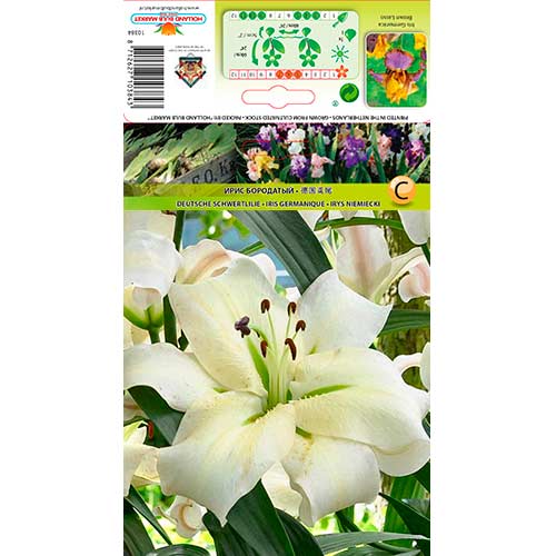 Lilium Pretty women interface.art photo 1 Lilium Pretty women interface.image 1 interface.art 76318