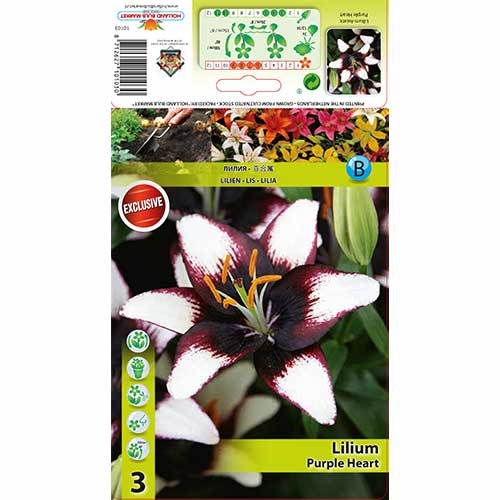 Lilium Purple Heart interface.art photo 1 Lilium Purple Heart interface.image 1 interface.art 76475