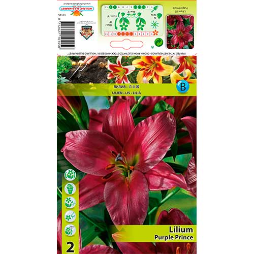 Lilium Purple Prince interface.art photo 1 Lilium Purple Prince interface.image 1 interface.art 76319