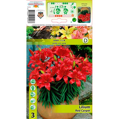 Lilium Red Carpet interface.art photo 1 Lilium Red Carpet interface.image 1 interface.art 76320