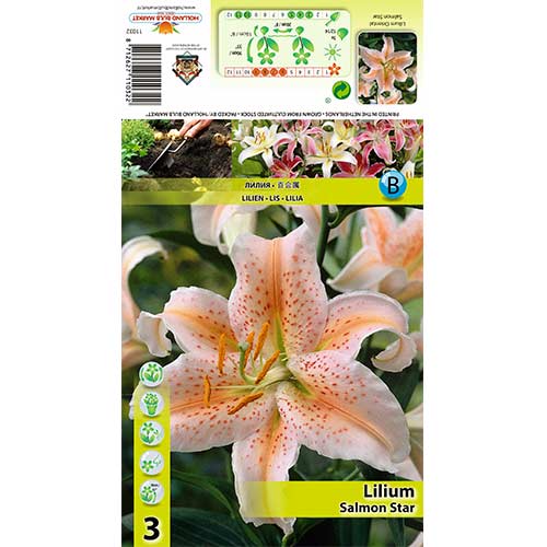 Lilium Salmon Star interface.art photo 1 Lilium Salmon Star interface.image 1 interface.art 70437