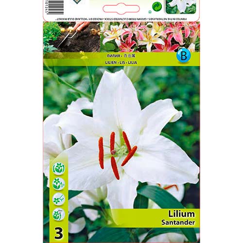 Lilium Santander interface.art photo 1 Lilium Santander interface.image 1 interface.art 76477