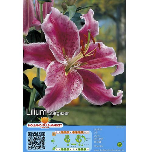 Lilium Stargazer interface.art photo 1 Lilium Stargazer interface.image 1 interface.art 76479