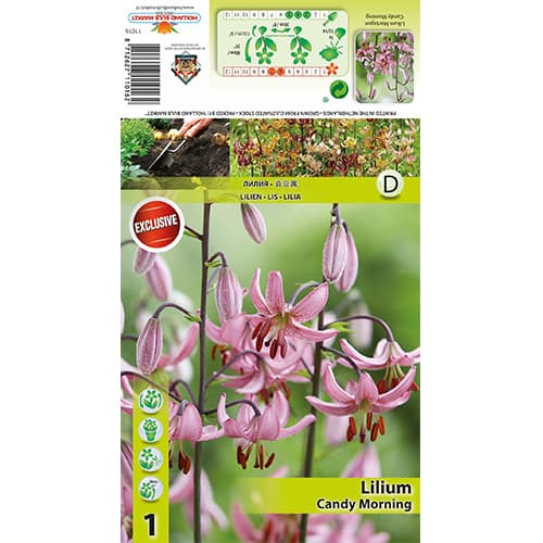 Lirio Candy Morning interface.art photo 1 Lirio Candy Morning interface.image 1 interface.art 77821