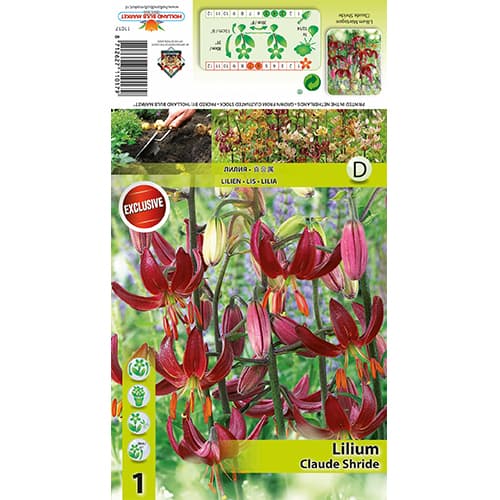 Lirio Claude Shride interface.art photo 1 Lirio Claude Shride interface.image 1 interface.art 77822