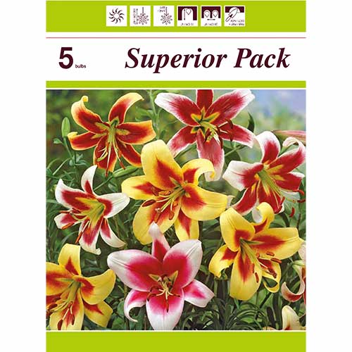 Lirio de árbol gigante, juego de 5 variedades interface.art photo 1 Lirio de árbol gigante, juego de 5 variedades interface.image 1 interface.art 76474