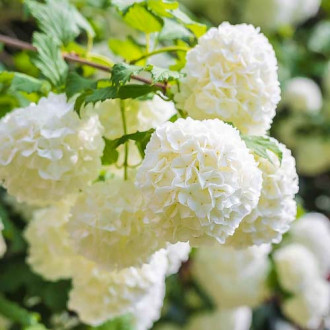 Lirio de coral Roseum, P9 interface.art photo 1 Lirio de coral Roseum, P9 interface.image 1 interface.art 9048