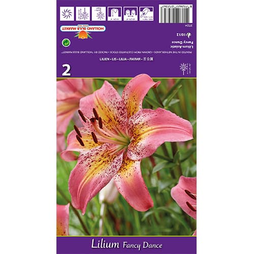 Lirio Fancy Dance interface.art photo 1 Lirio Fancy Dance interface.image 1 interface.art 77836