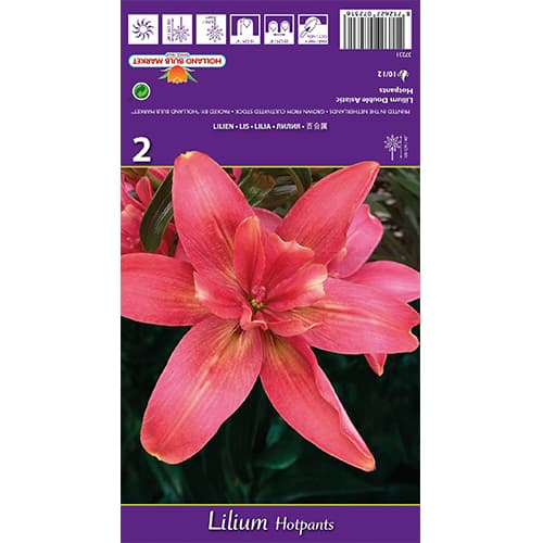 Lirio Hotpants interface.art photo 1 Lirio Hotpants interface.image 1 interface.art 77837