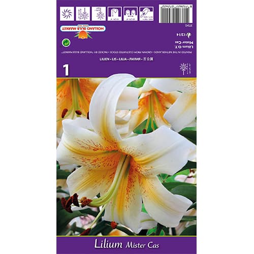 Lirio Mister Cas interface.art photo 1 Lirio Mister Cas interface.image 1 interface.art 77841