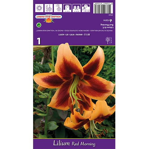 Lirio Red Morning interface.art photo 1 Lirio Red Morning interface.image 1 interface.art 77842