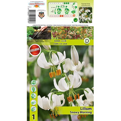 Lirio Snowy Morning interface.art photo 1 Lirio Snowy Morning interface.image 1 interface.art 77824