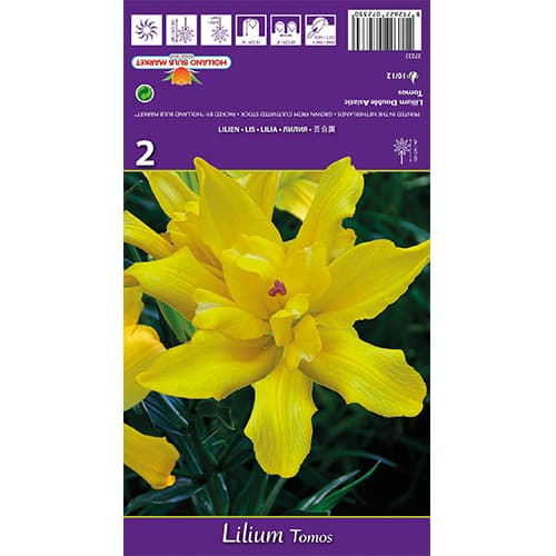 Lirio Tomos interface.art photo 1 Lirio Tomos interface.image 1 interface.art 77839