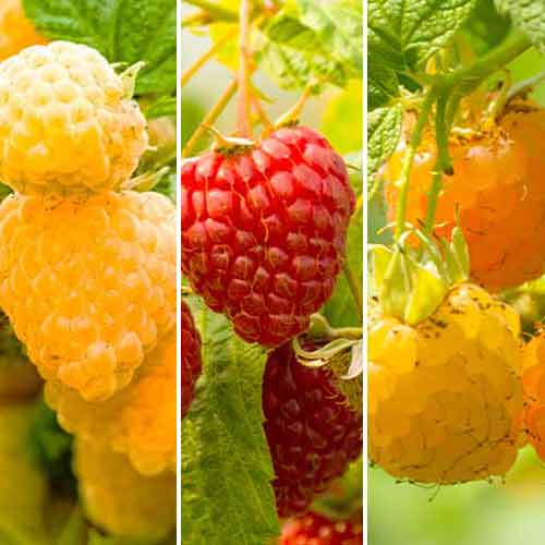 Conjunto de frambuesas gigantes de repetición, 3 plantas interface.art photo 1 Conjunto de frambuesas gigantes de repetición, 3 plantas interface.image 1 interface.art 5844