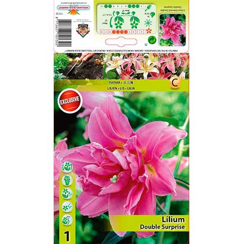 Lys Asiatic Double Surprise interface.image 1 interface.art 76307