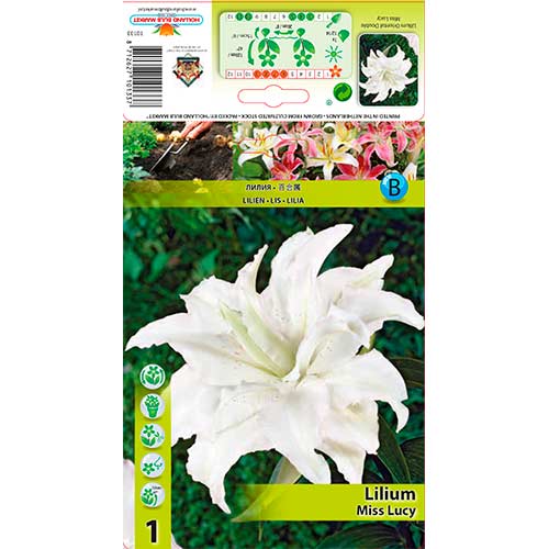 Lys Asiatic Miss Lucy interface.image 1 interface.art 76316