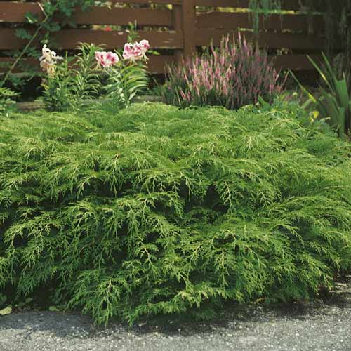 Microbiota cruzada, C2 interface.image 1 interface.art 7746