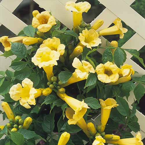 Mijo americano Flava, С2 interface.image 1 interface.art 8210