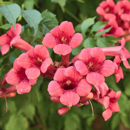 Mijo americano Gabor, С2 interface.image 1 interface.art 8211