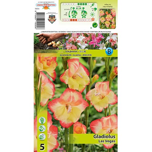 Mini gladiolo Las Vegas interface.image 1 interface.art 77825