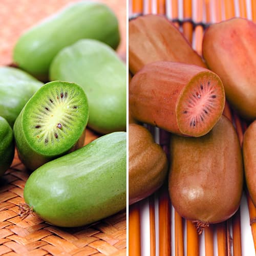 Mini kiwi (actinidia) Green Duo Set, 2 plantas interface.art photo 1 Mini kiwi (actinidia) Green Duo Set, 2 plantas interface.image 1 interface.art 9337