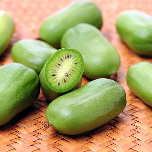 Mini kiwi (Actinidia) Issai, P9 interface.image 1 interface.art 9238