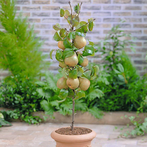 mini Peral GardenPearl®, C2 interface.image 1 interface.art 1646