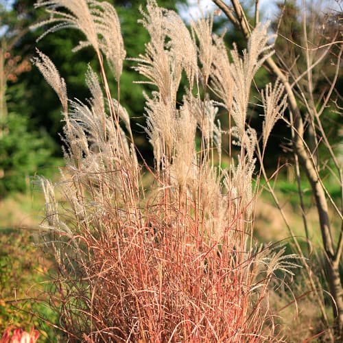 Miscanthus chino Little Miss, P9 interface.art photo 1 Miscanthus chino Little Miss, P9 interface.image 1 interface.art 5868